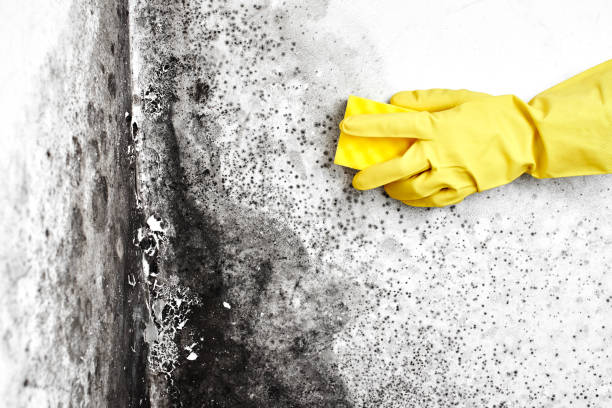 Best Mold Testing  in Quitman, TX