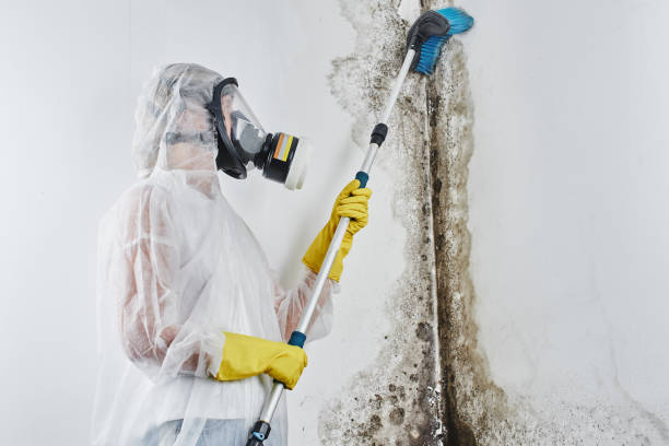 Reliable Quitman, TX Mold Removal Solutions