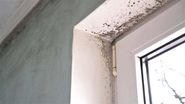 Best Mold Remediation Services  in Quitman, TX