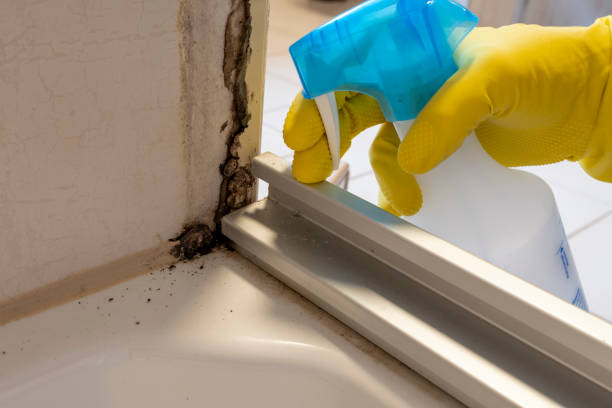 Best Certified Mold Removal  in Quitman, TX