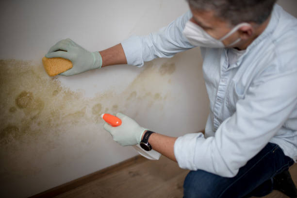 Best Commercial Mold Removal  in Quitman, TX