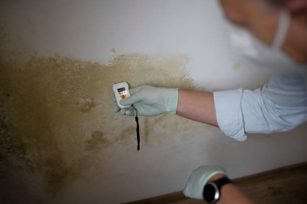 Quitman, TX Mold Removal Company