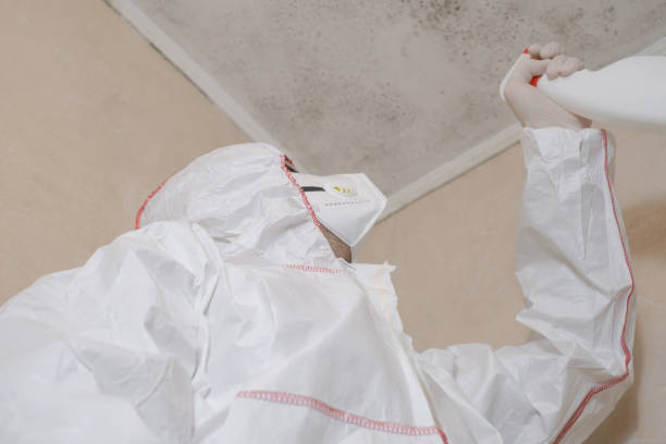 Best Mold Remediation  in Quitman, TX