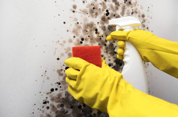 Best Mold Remediation Services  in Quitman, TX