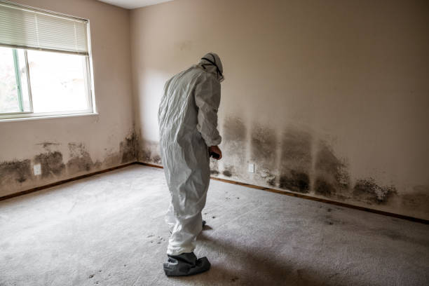 Best Mold Testing and Removal  in Quitman, TX