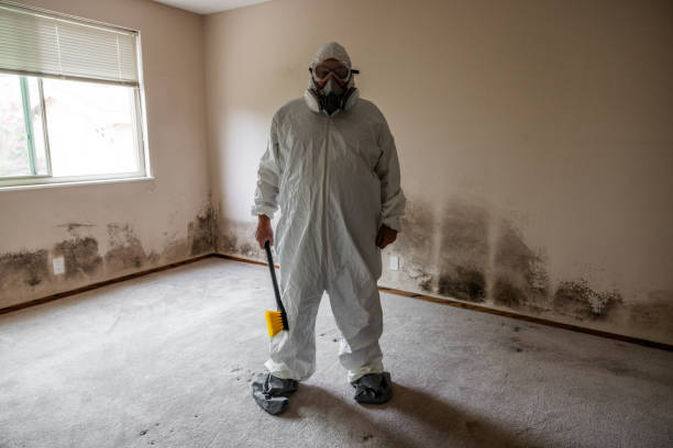 Best Mold Damage Repair  in Quitman, TX