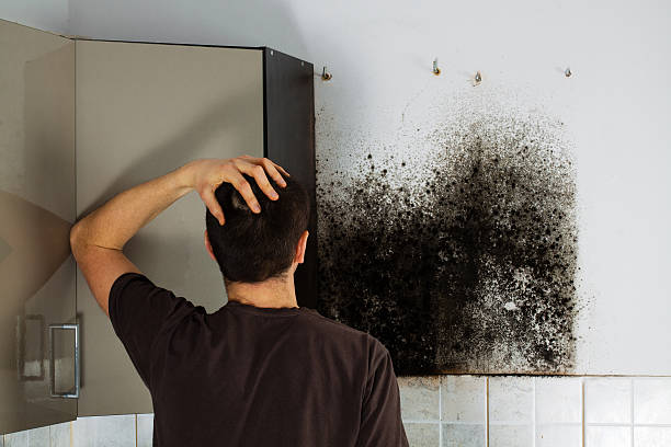 Best Same-Day Mold Removal  in Quitman, TX