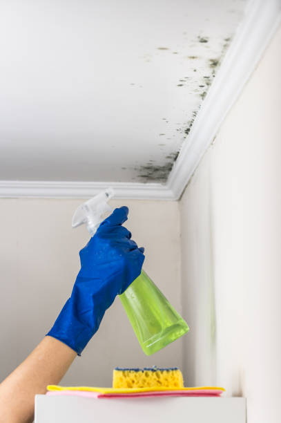 Best Office Mold Removal Services  in Quitman, TX